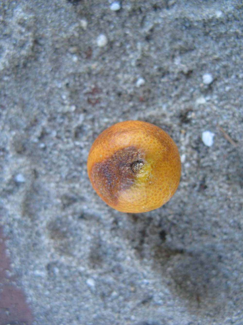              Fruit (Winter Haven, FL)       